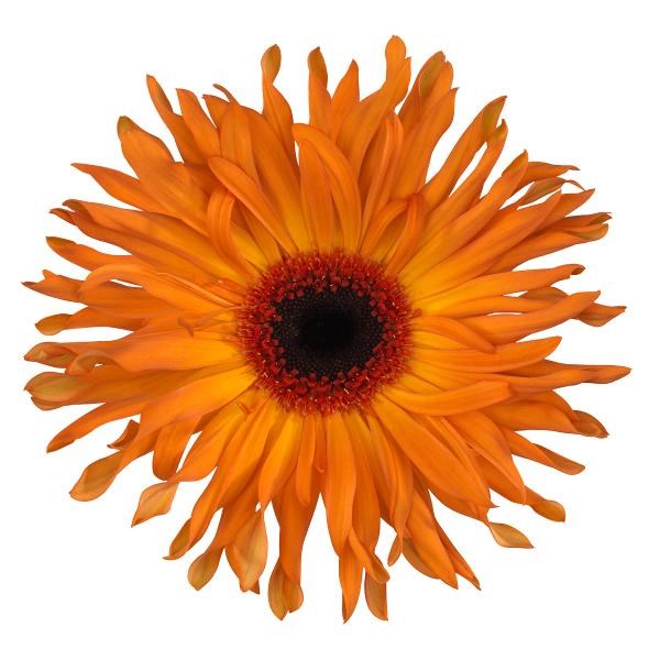 GERBERA PASTA BOLOGNESE