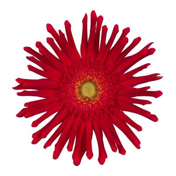 GERBERA PASTA BRENN