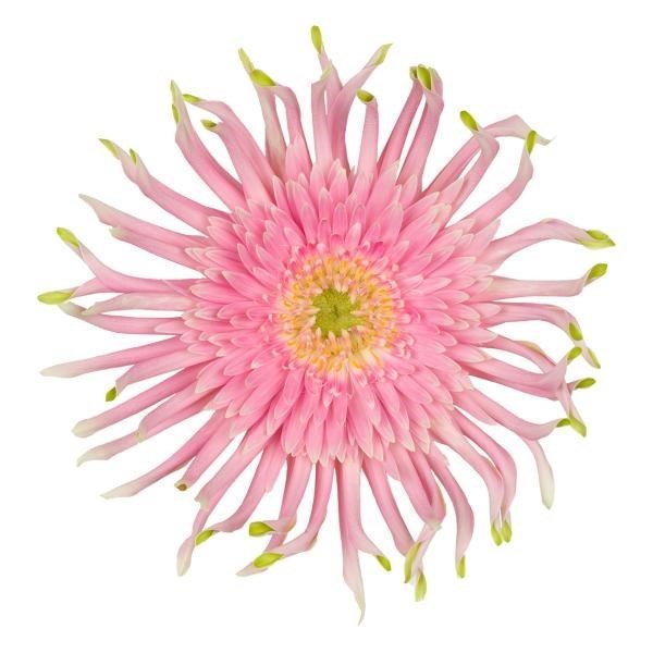 GERBERA PASTA EMMA