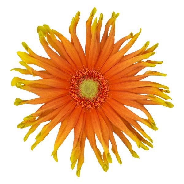 GERBERA PASTA PRIMAVERA