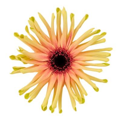 GERBERA PASTA REBEL TYPHOON