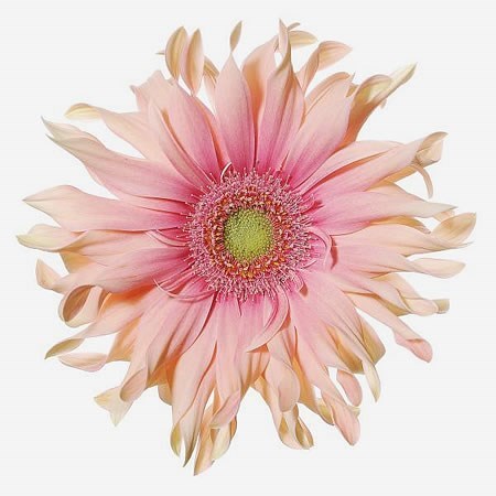 GERBERA PASTA ROSATA