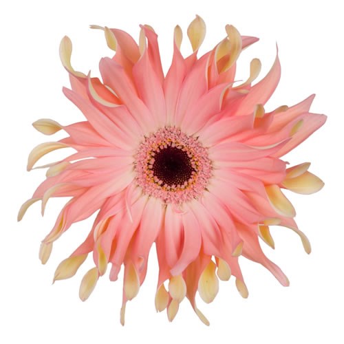 GERBERA PASTA SAAR