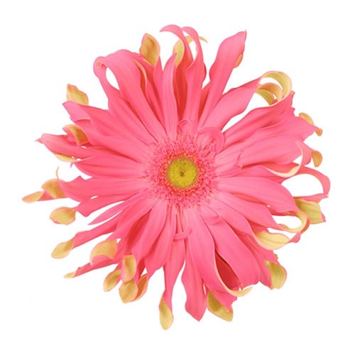 GERBERA PASTA TOSCANA