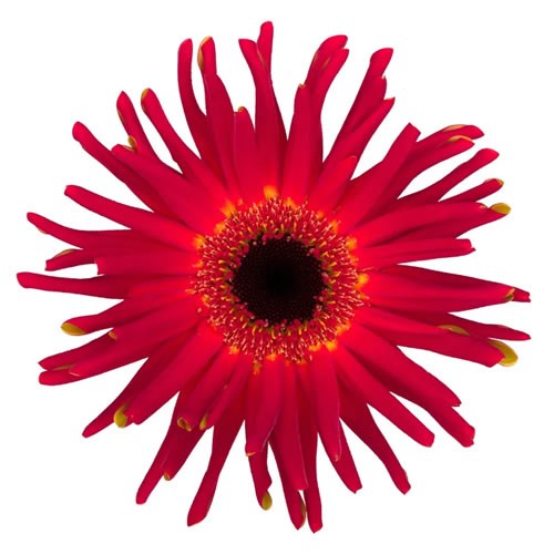 GERBERA PASTINI SOIREE