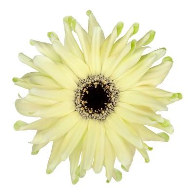 GERBERA PASTINI SPRITZ