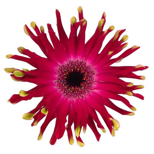 GERBERA PASTINI VICENZ
