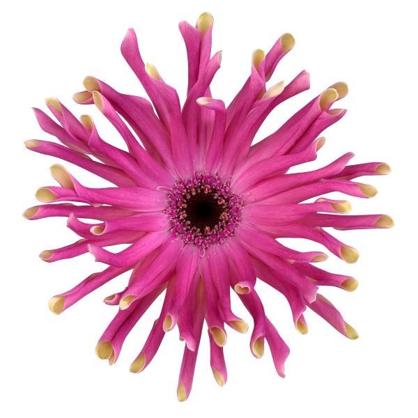 GERBERA PASTINI VITTORIA