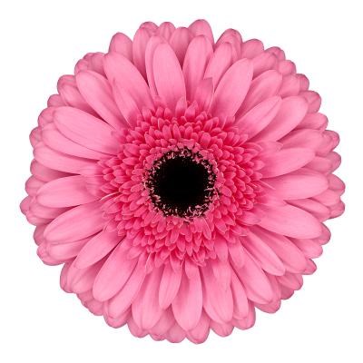 GERBERA PEPPA