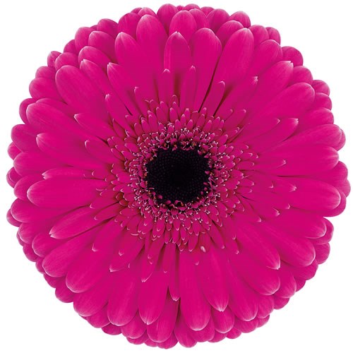 GERBERA PICOBELLO