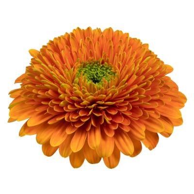 GERBERA POMPONI BERRA