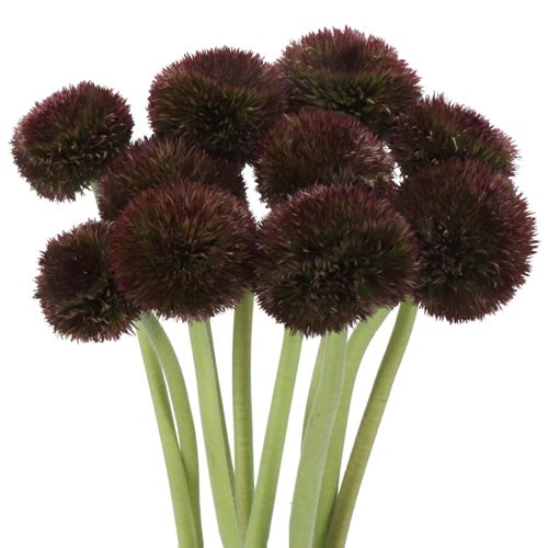 GERBERA POMPONI CHOCOLOCO