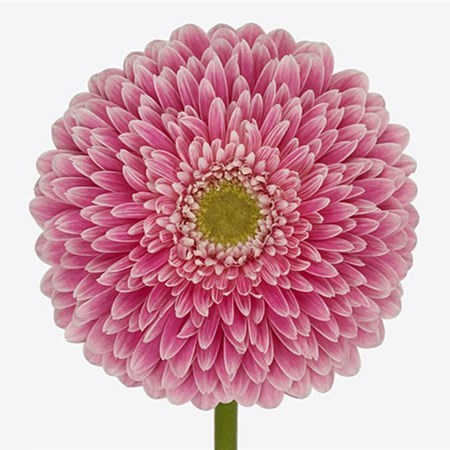 GERBERA POMPONI POWER BALL