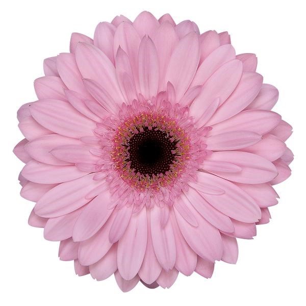 GERBERA PRE- SEMMY