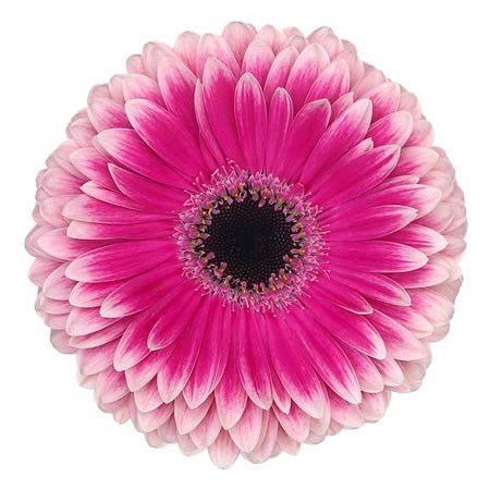 GERBERA PRELUDE