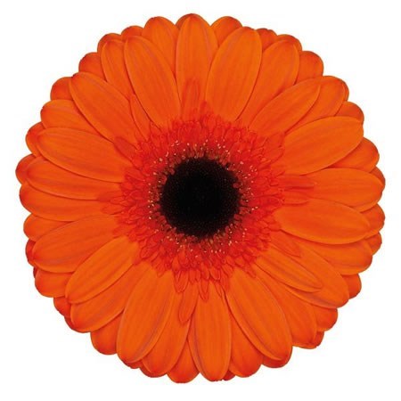 GERBERA PRESTIGE