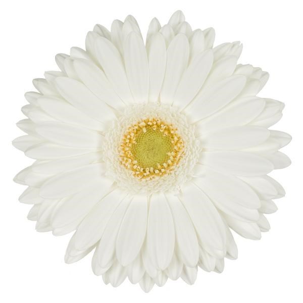 GERBERA ROMANCE