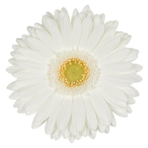 GERBERA ROMANCE