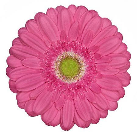 GERBERA SAMARA