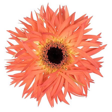 GERBERA SENSINI