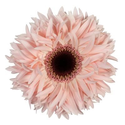 GERBERA SPIDER ABU