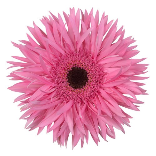 GERBERA SPIDER AMAZING