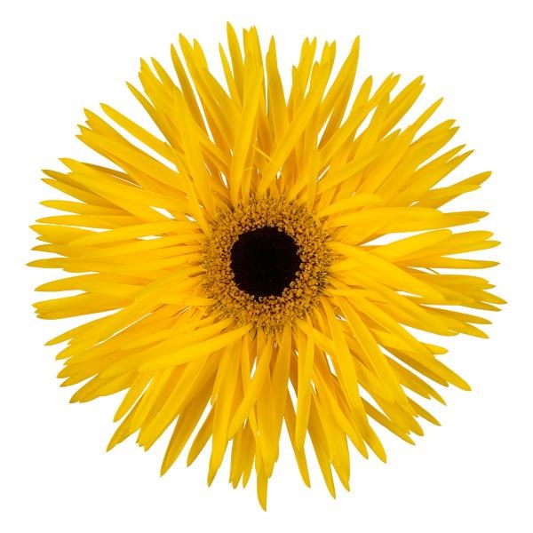 GERBERA SPIDER BRAVERY (SECURE BOXED)
