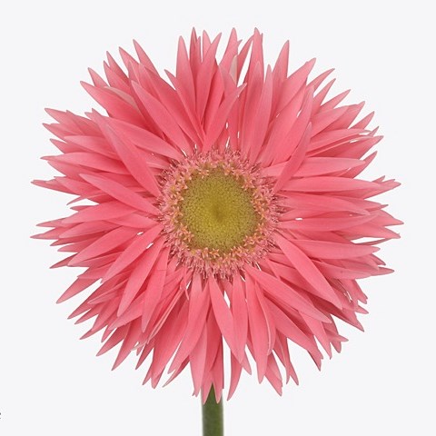 GERBERA SPIDER COPELL