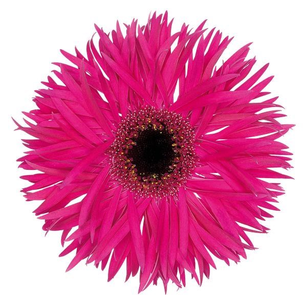 GERBERA SPIDER FANTASIA