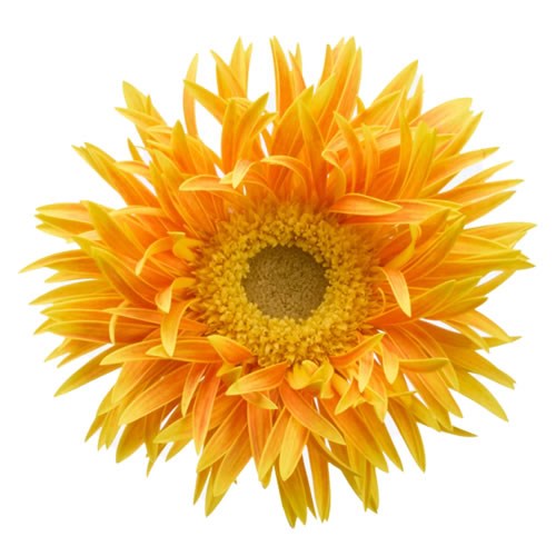 GERBERA SPIDER MAUI