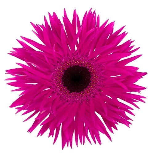 GERBERA SPIDER NOLA