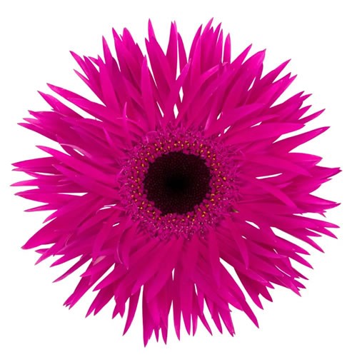 GERBERA SPIDER NOLA