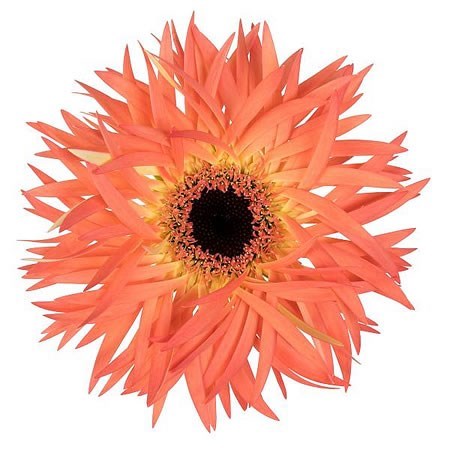 GERBERA SPIDER SENSINI