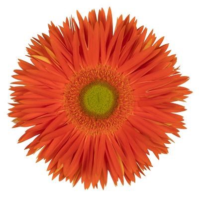 GERBERA SPIDER YARI
