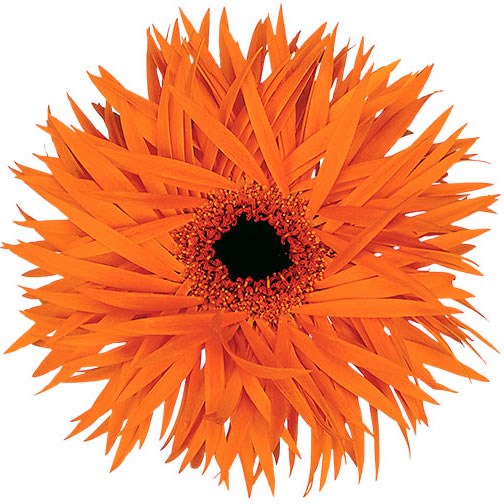 GERBERA SPRINGS ORANGE