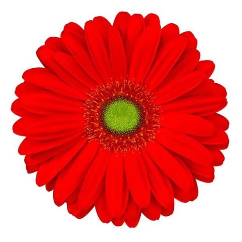GERBERA TANGERINE