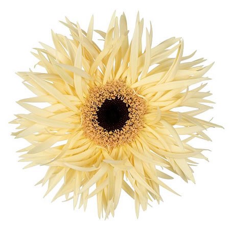 GERBERA TORRES