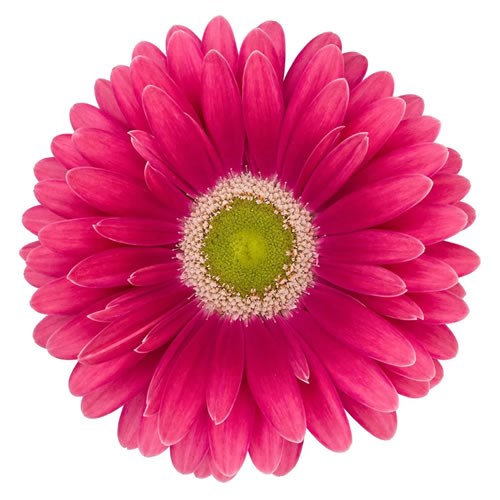 GERBERA UNIQUE