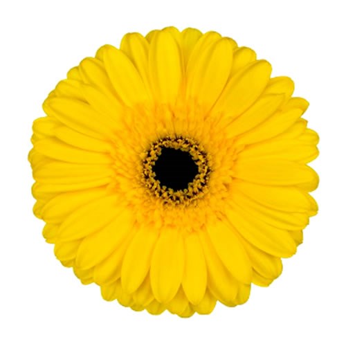GERBERA WESTEROS