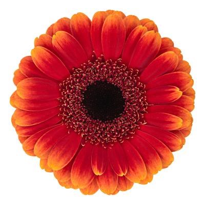 GERMINI ALLROUND (SECURE BOXED)