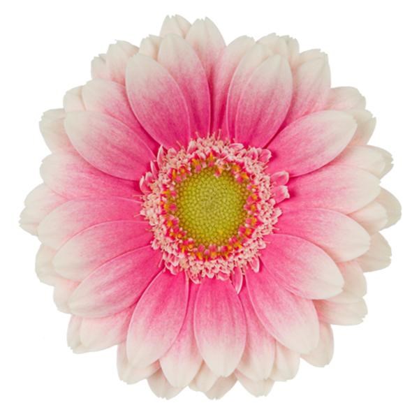 GERMINI ANIKA (SECURE BOXED)
