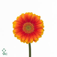 GERMINI ANITA (SECURE BOXED)