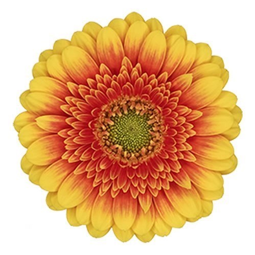 GERMINI ARIBA (BUNCHED)