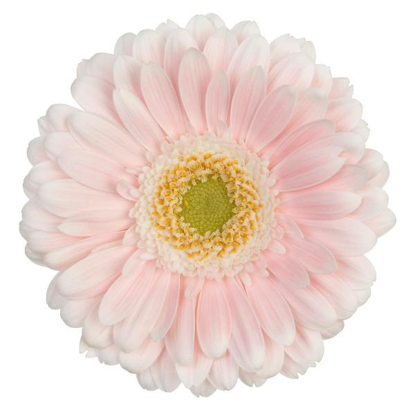 GERMINI CRESPO (SECURE BOXED)
