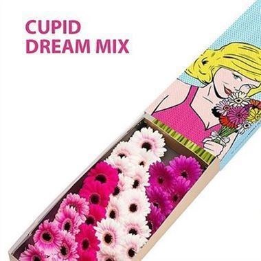 GERMINI CUPID DREAM MIX (SECURE BOXED)