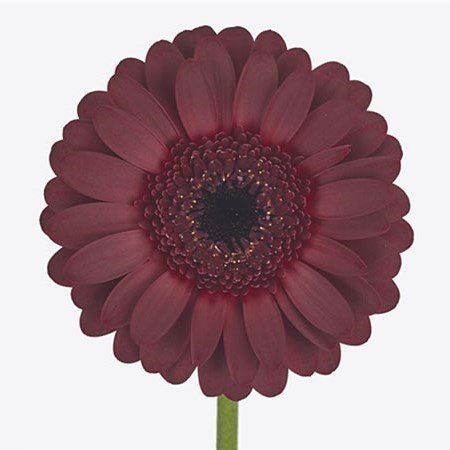 GERMINI DARK NIGHT (BUNCHED)