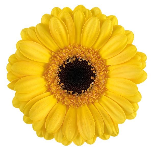 GERMINI DELMONTE (secure boxed)