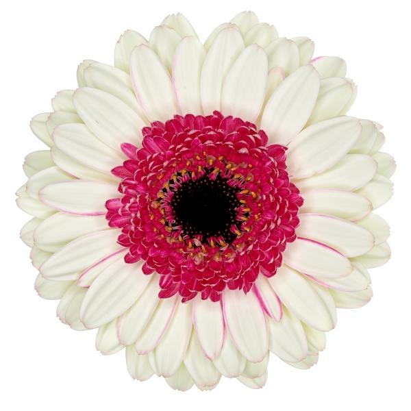 GERMINI DOUBLE FUN (GROWER PACK)
