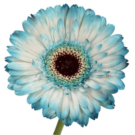 GERMINI DYED BLUE TATTOO
