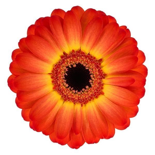 GERMINI FLAMAZING (SECURE BOXED)